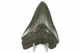 Fossil Megalodon Tooth - Serrated Blade #130806-2